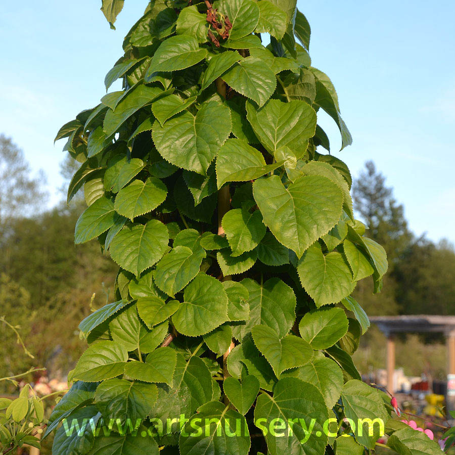 Hydrangea anomala petiolaris