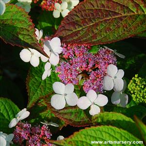 Hydrangea seratifolia 'Blue Bird'