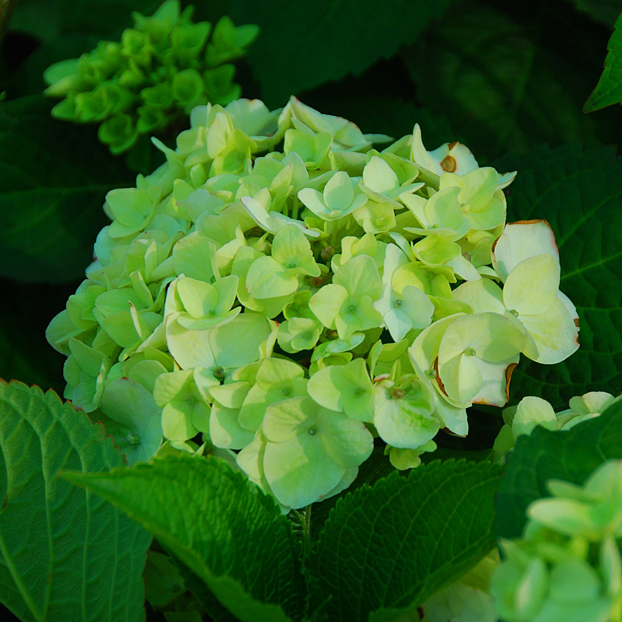 Hydrangea 'Endless Summer Blushing Bride'