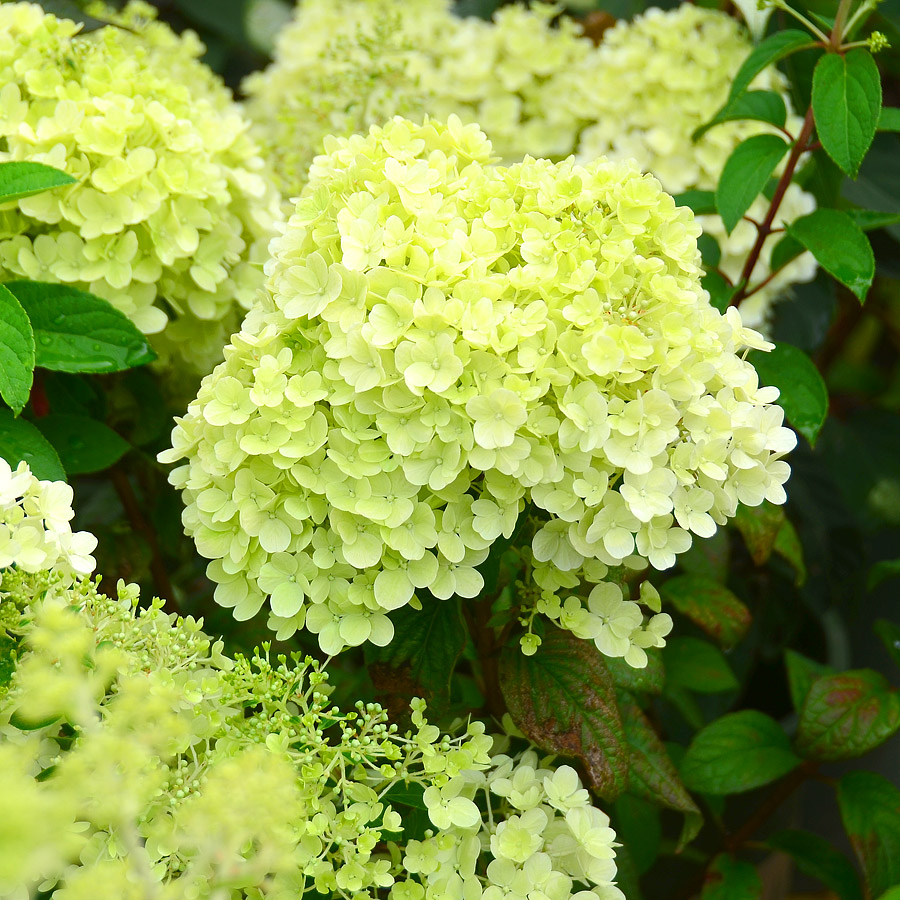 Hydrangea paniculata 'Bobo' 