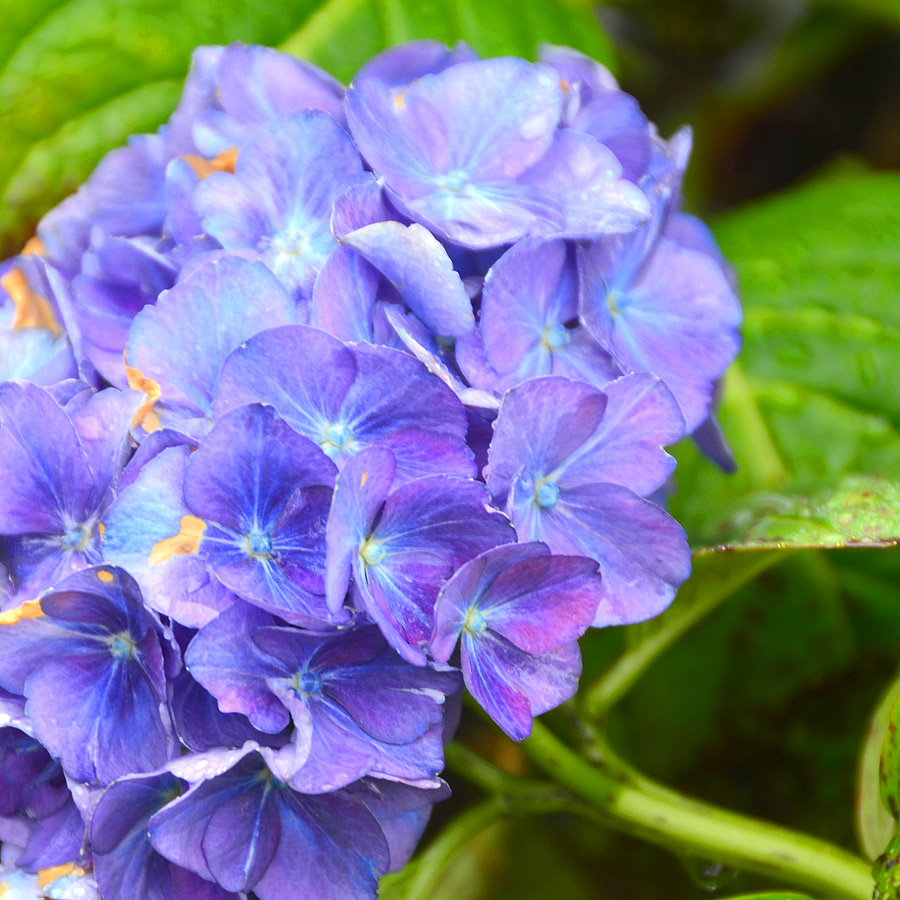 hydrangea_citylinerio.jpg