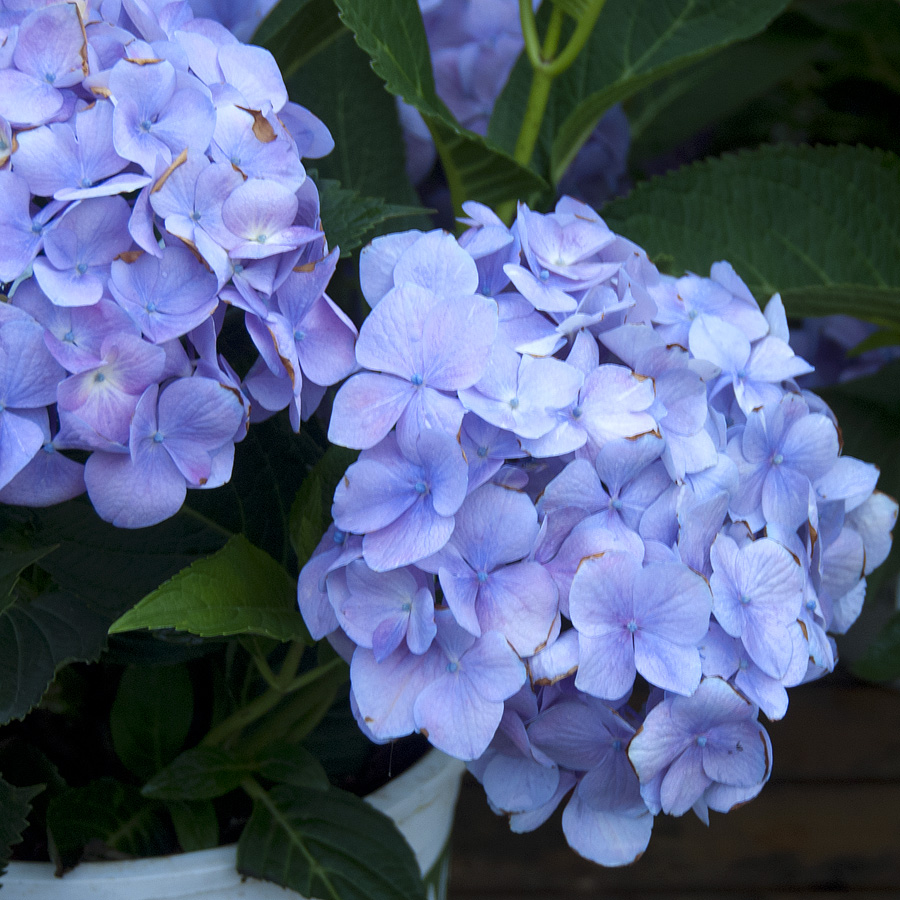 Hydrangea macrophylla 'Robert'