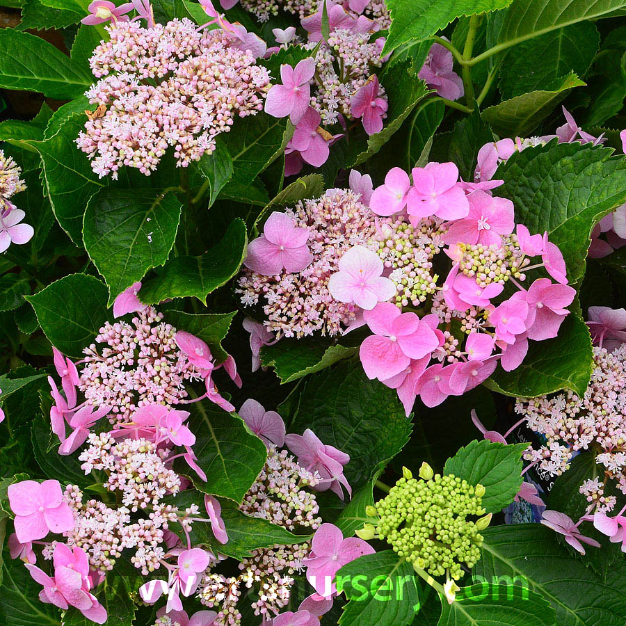 Hydrangea macrophylla 'Lynn'