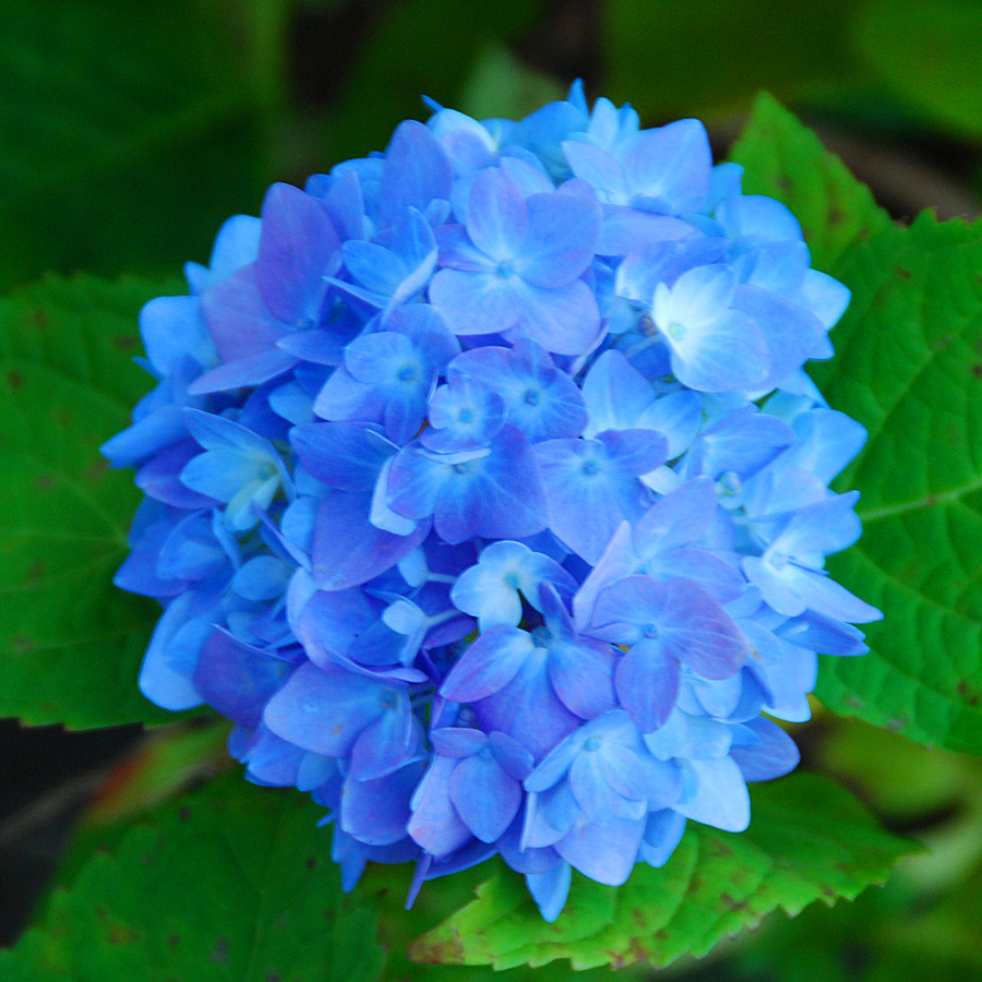 Hydrangea macrophylla 'Endless Summer'