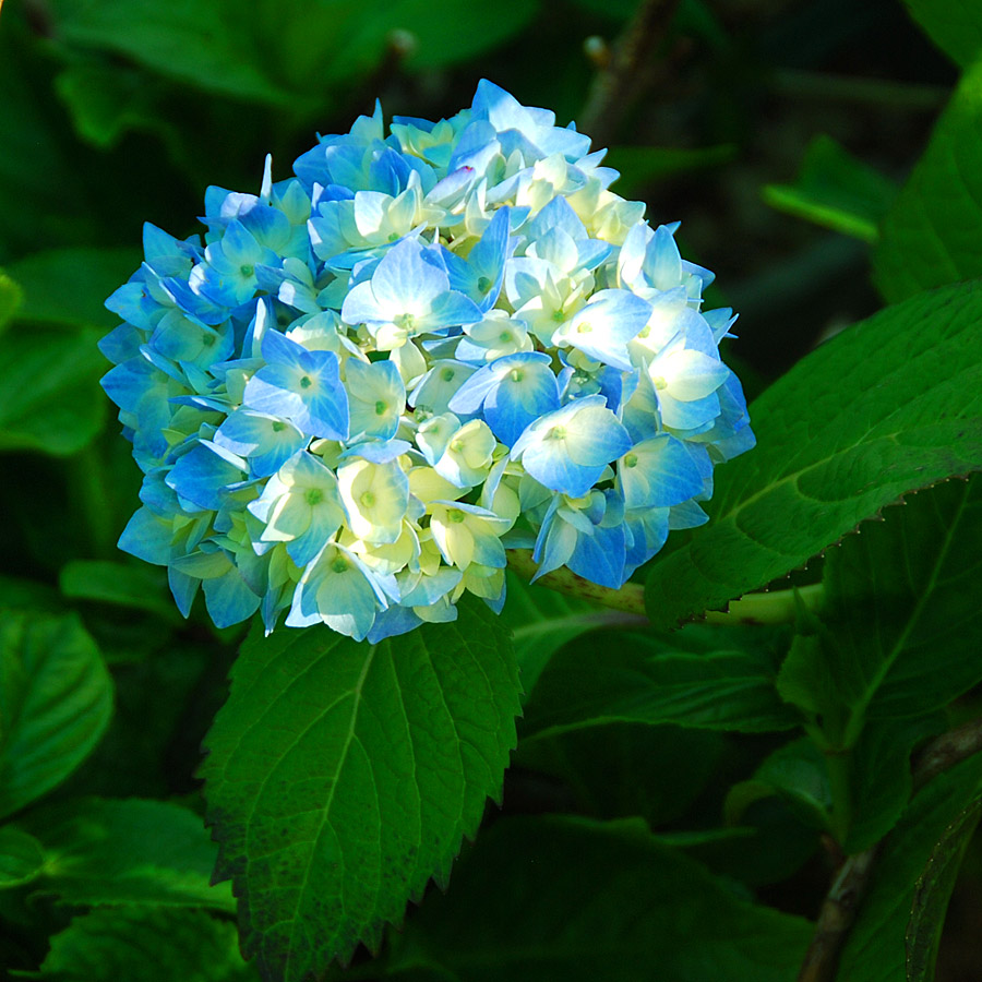 Hydrangea macrophylla 'Mini Penny'