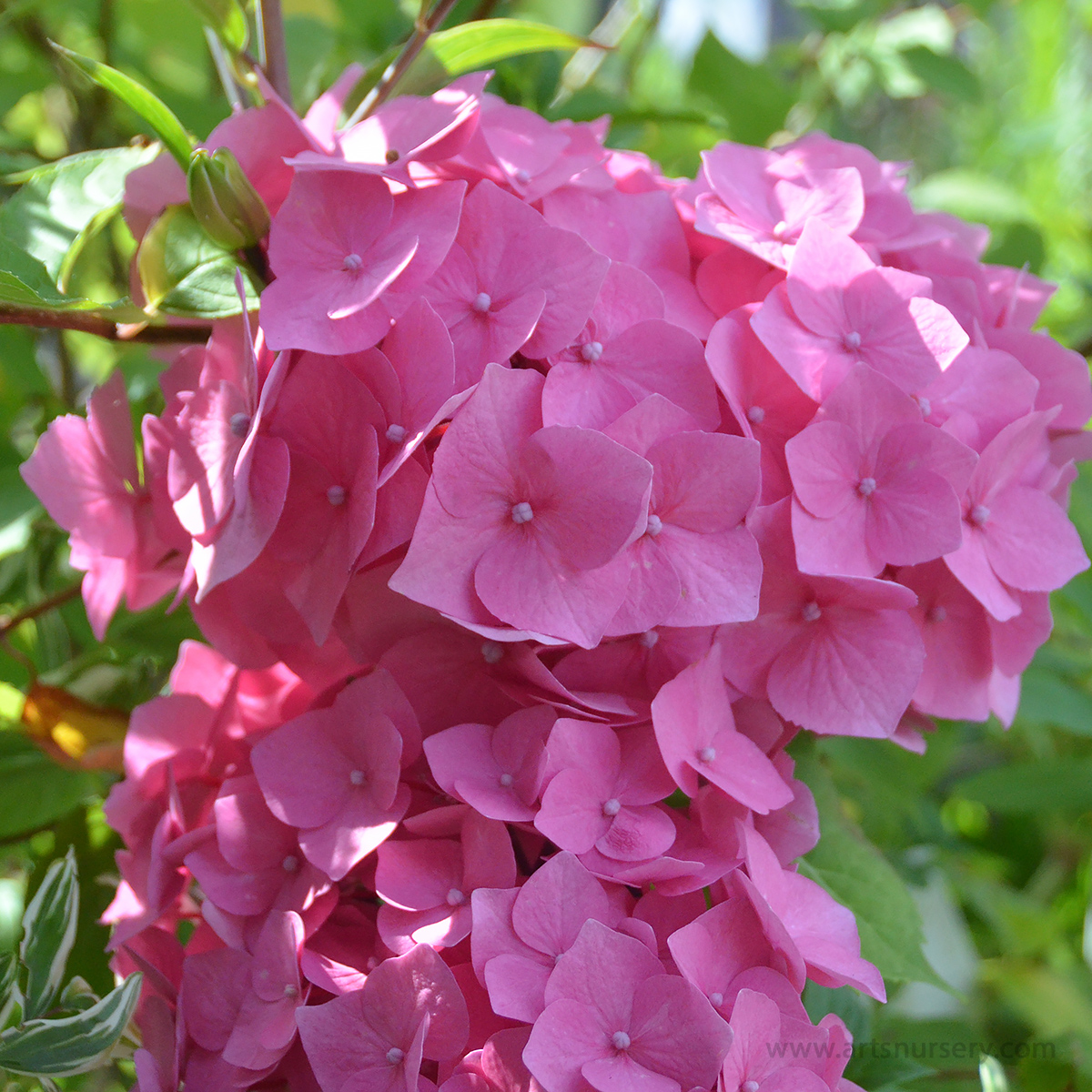 Hydrangea macrophylla Onyx 'Peacock'