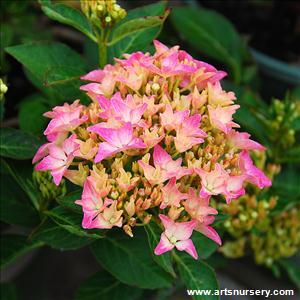 Hydrangea macrophylla 'Pia'