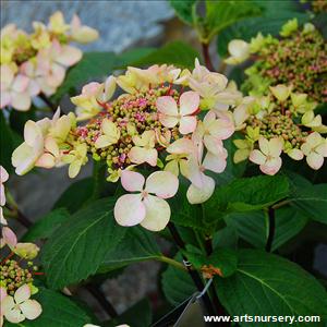 Hydrangea 'Midnight Duchess'