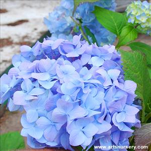 Hydrangea macrophylla 'Nikko Blue'