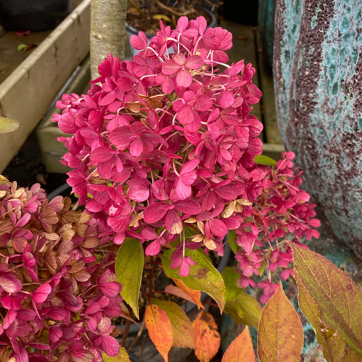 Hydrangea paniculata 'Firelight Tidbit'