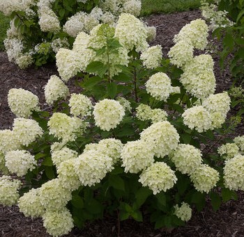 Hydrangea paniculata 'Little Lime'