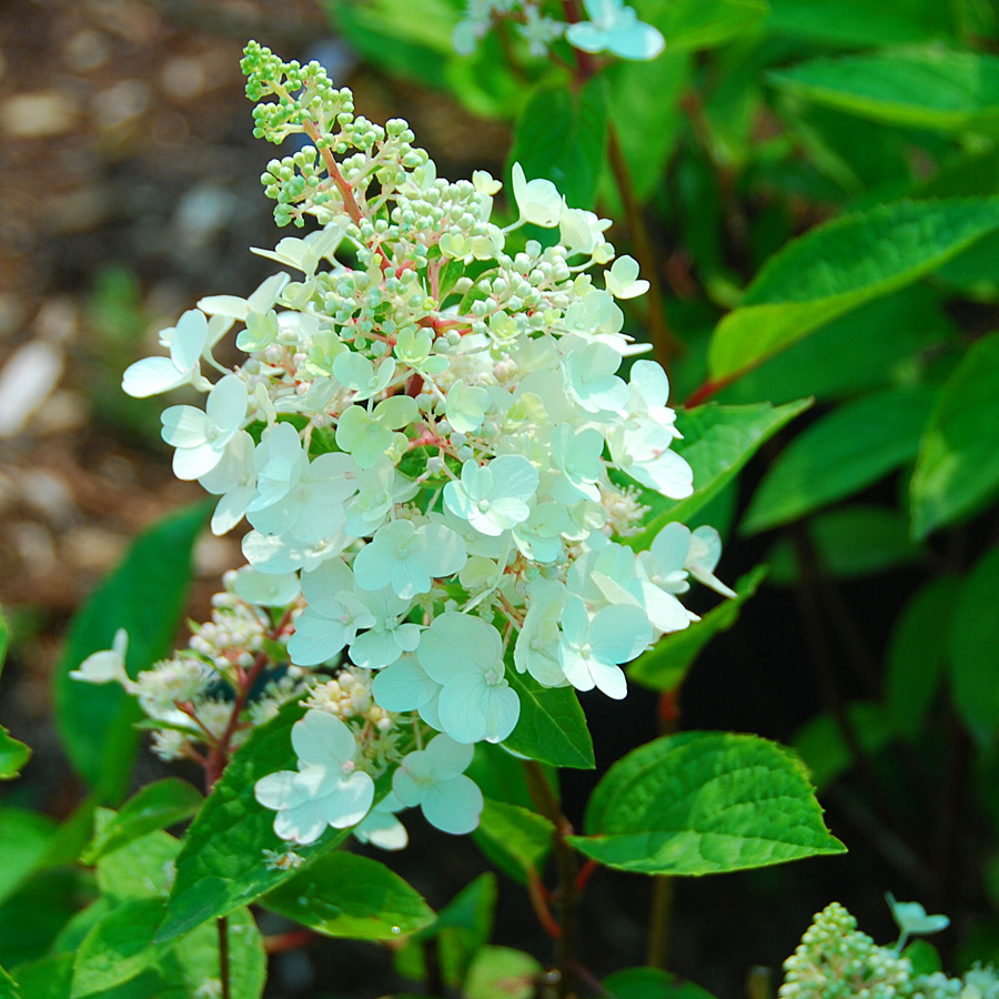 Hydrangea paniculata 'Pinky-Winky'