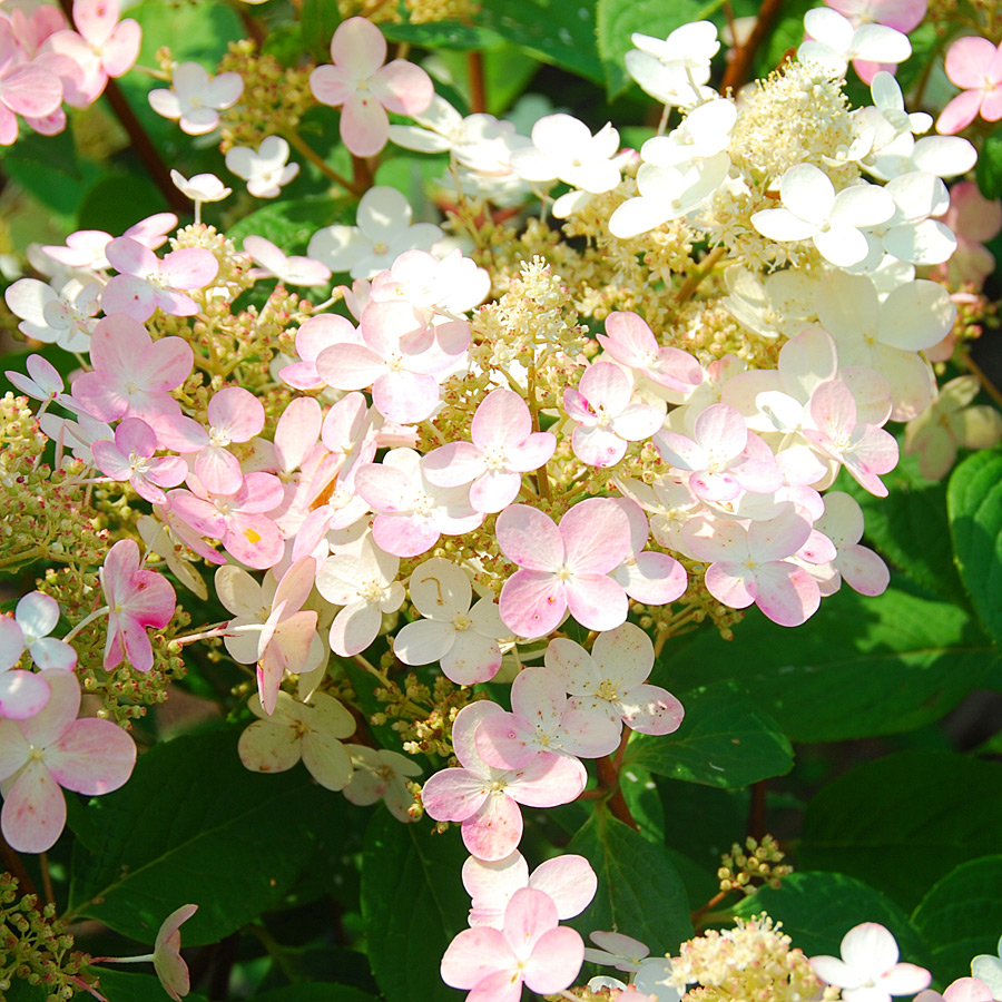 Hydrangea paniculata 'Quickfire' STD