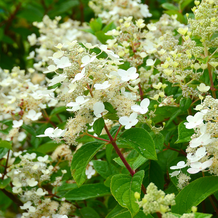 Hydrangea paniculata 'Quickfire' 