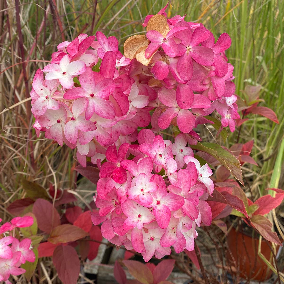 Hydrangea paniculata 'Quick Fire Fab'