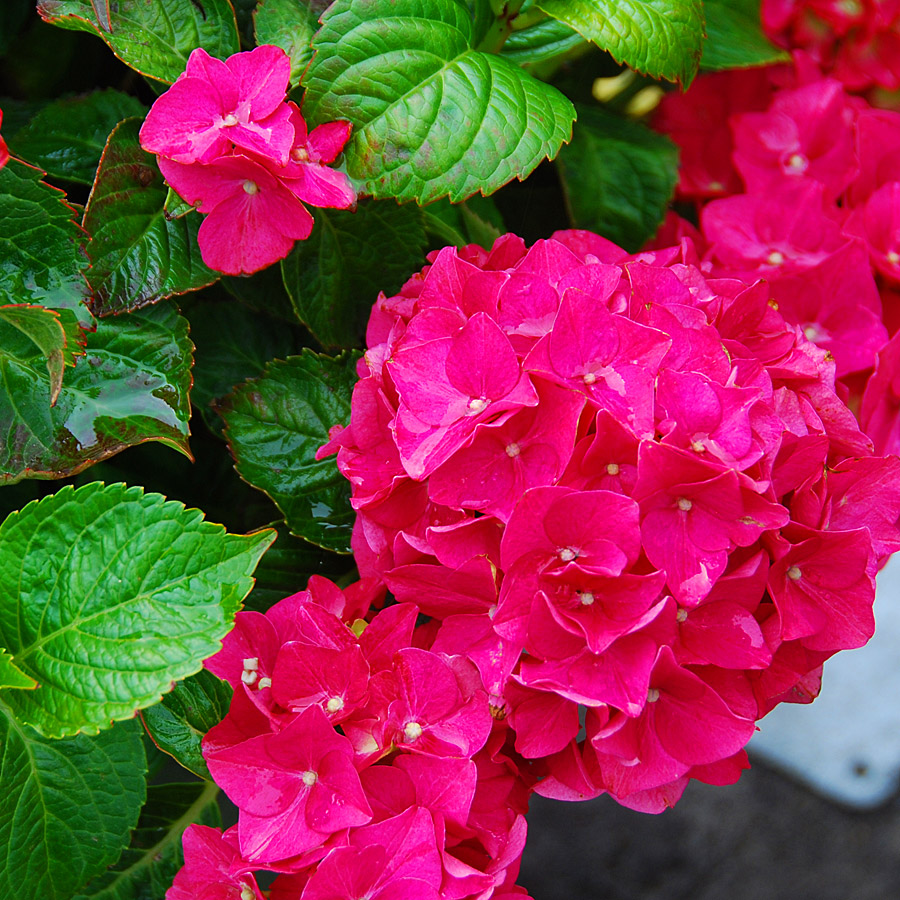 Hydrangea macrophylla 'Monred'