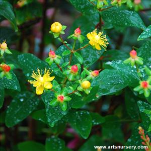 Hypericum 'Kolmred' Mystical Red Star