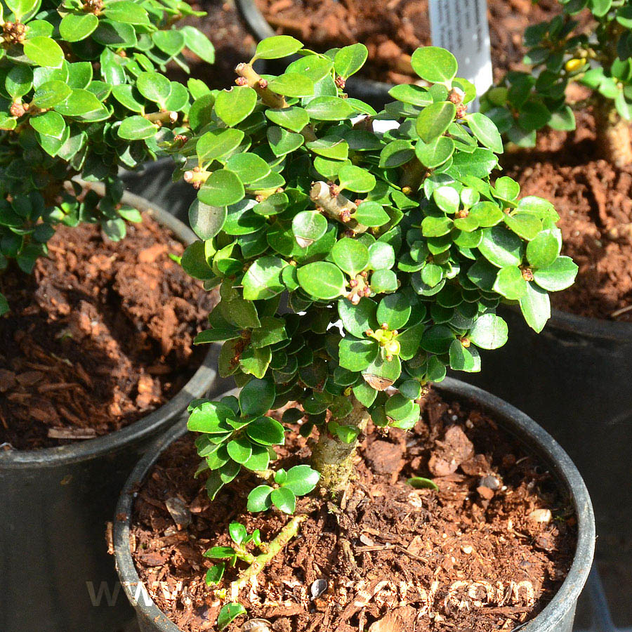 Ilex crenata 'Dwarf Pagoda'