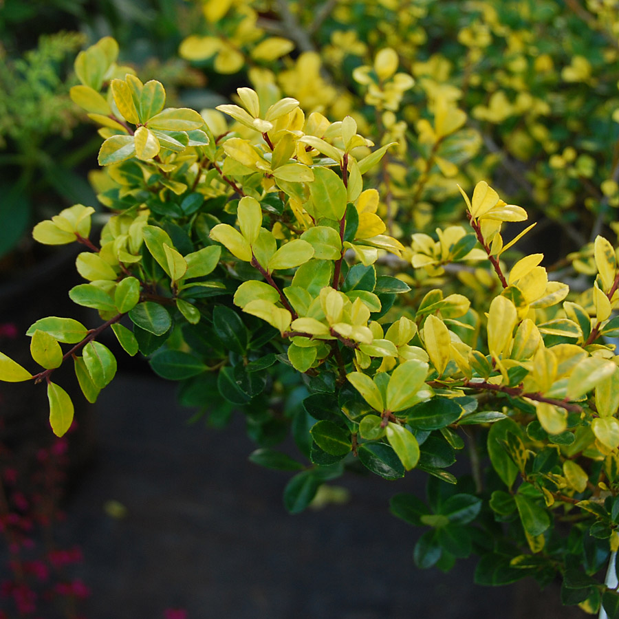 Ilex crenata 'Golden Gem'