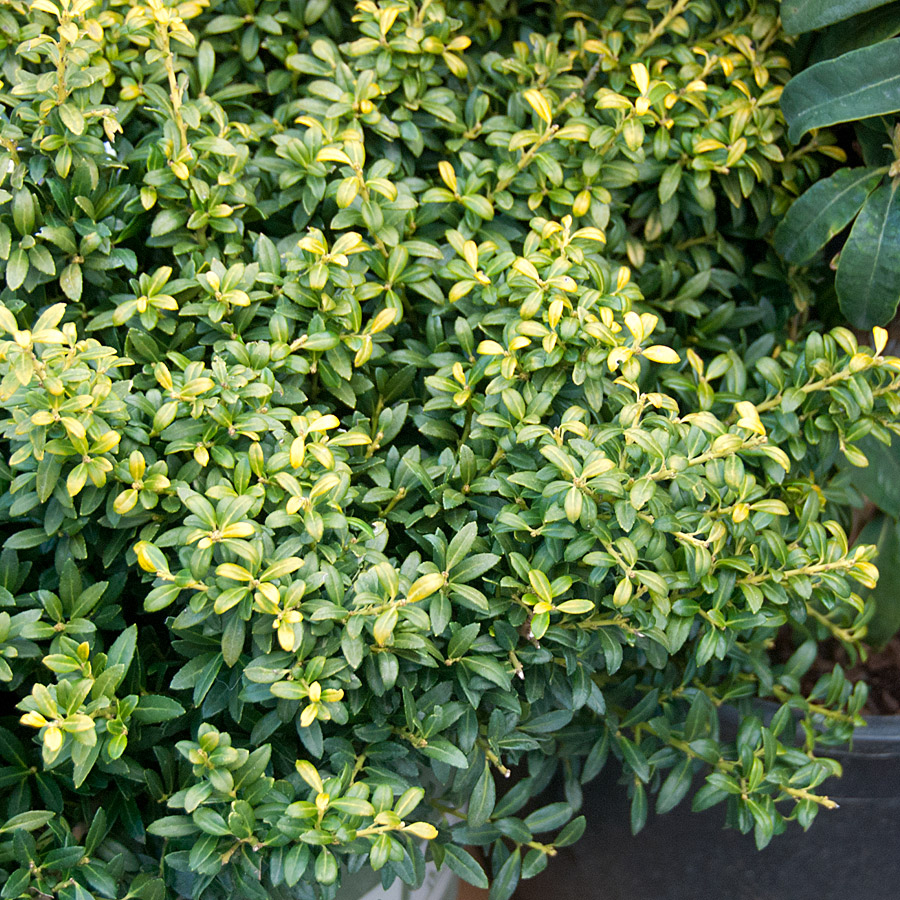 Ilex crenata 'Soft Touch'