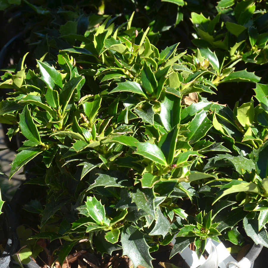 Ilex x 'Rock Garden'