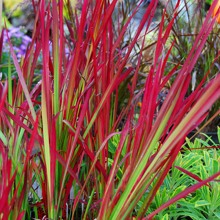 Imperata cylindrica 'Red Baron'