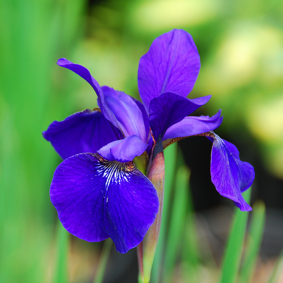 Iris sibirica 'Caesar's Brother'