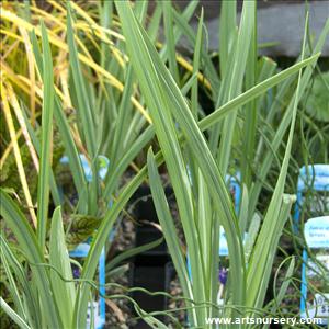 Iris ensata variegata