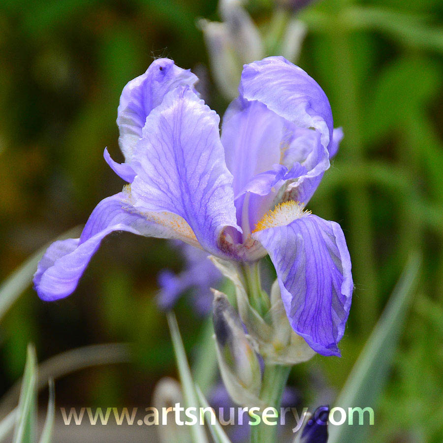 iris_pallida_argenteavariegata (2).jpg