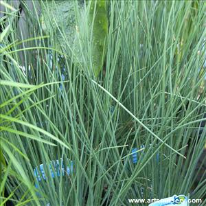 Juncus Patens Carmen's Grey