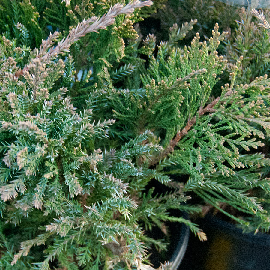 Juniperus chinensis 'Sea Green' 