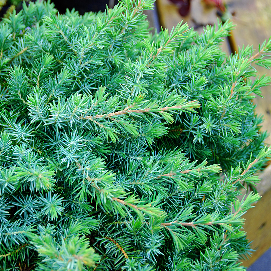 Juniperus conferta 'Blue Pacific'