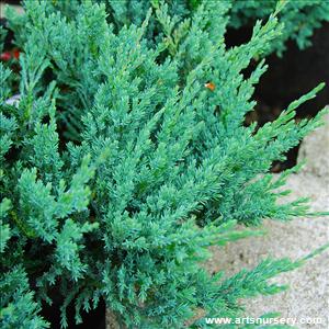 Juniperus horizontalis 'Blue Chip'