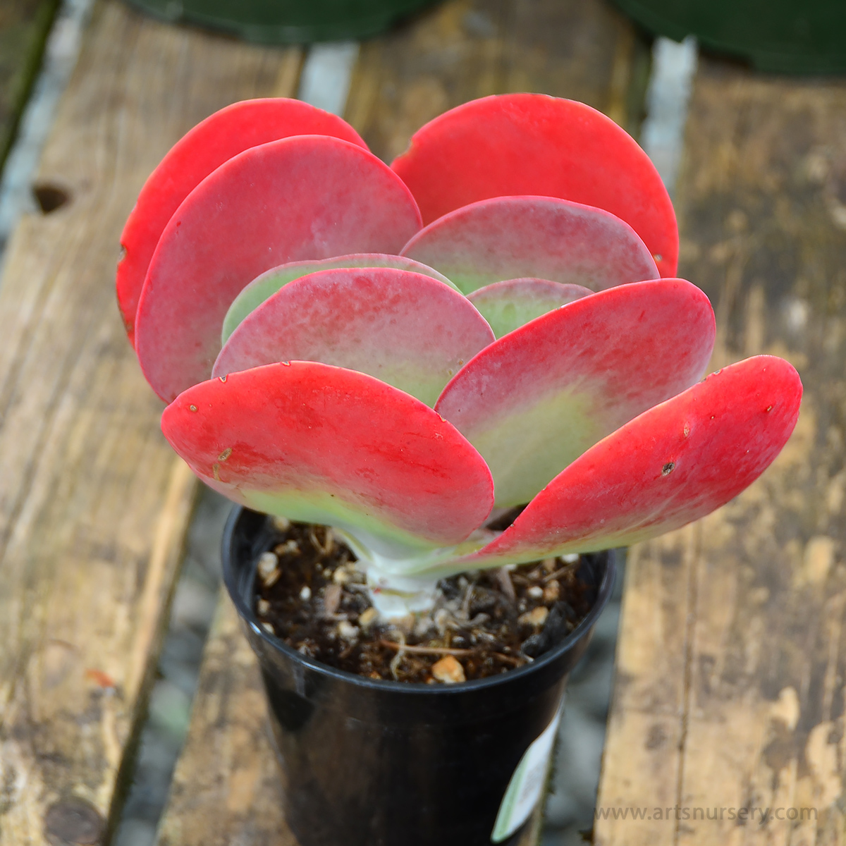 Kalanchoe lucaie 'Flapjacks'