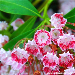 Kalmia latifolia 'Bullseye'