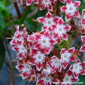 Kalmia latifolia 'Galaxy'