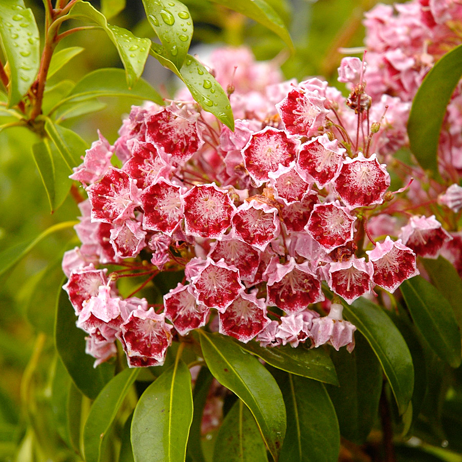 Kalmia latifolia 'Little Linda'