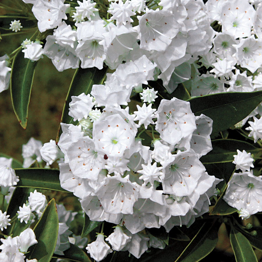 Kalmia latifolia 'Pristine' 