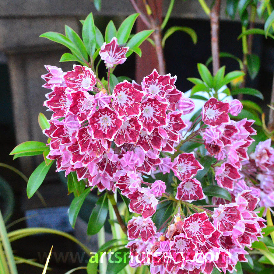 Kalmia latifolia 'Starburst'