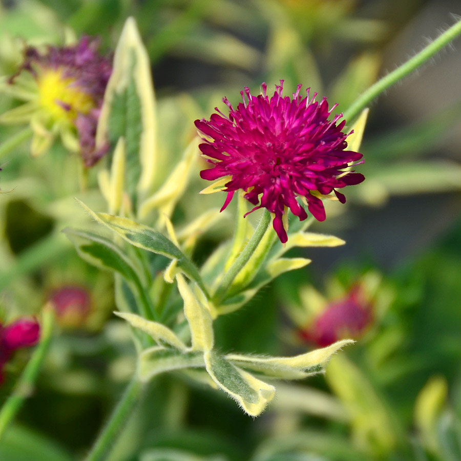 Knautia macedonica 'Thunder and Lightning'