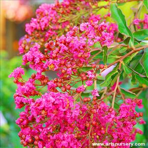 Lagerstroemia indica 'Pecos'