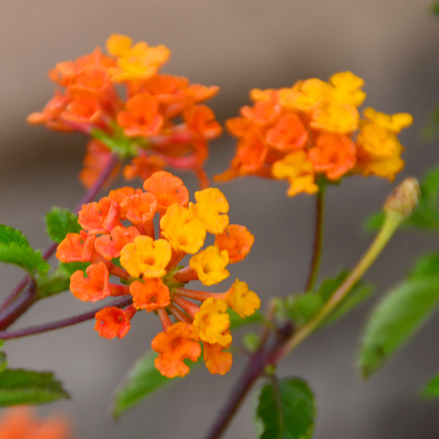 Lantana 'Tangerine'