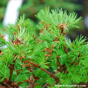 Larix Gmelinii 'Romberg Park'