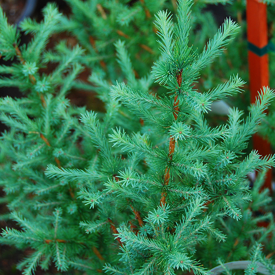 larix_kaempferi_bluesparkler.jpg