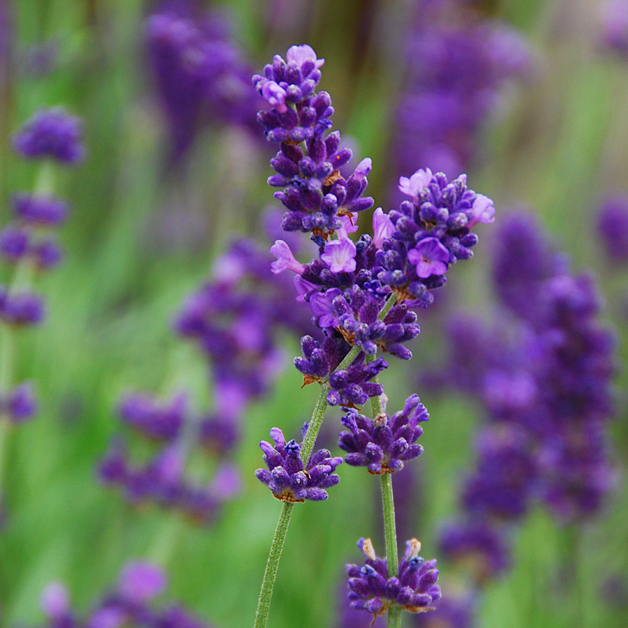 Lavandula angustifolia 'Hidcote' 