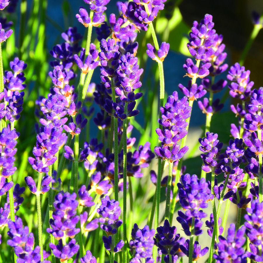 Lavandula angustifolia 'Hidcote Superior'