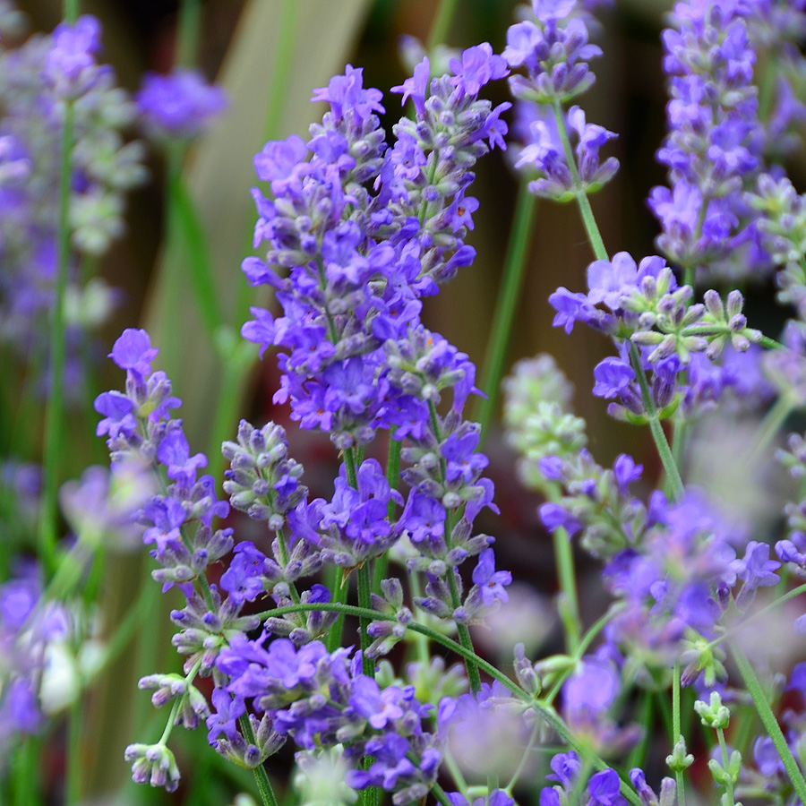 Lavandula angustifolia 'Munstead' 