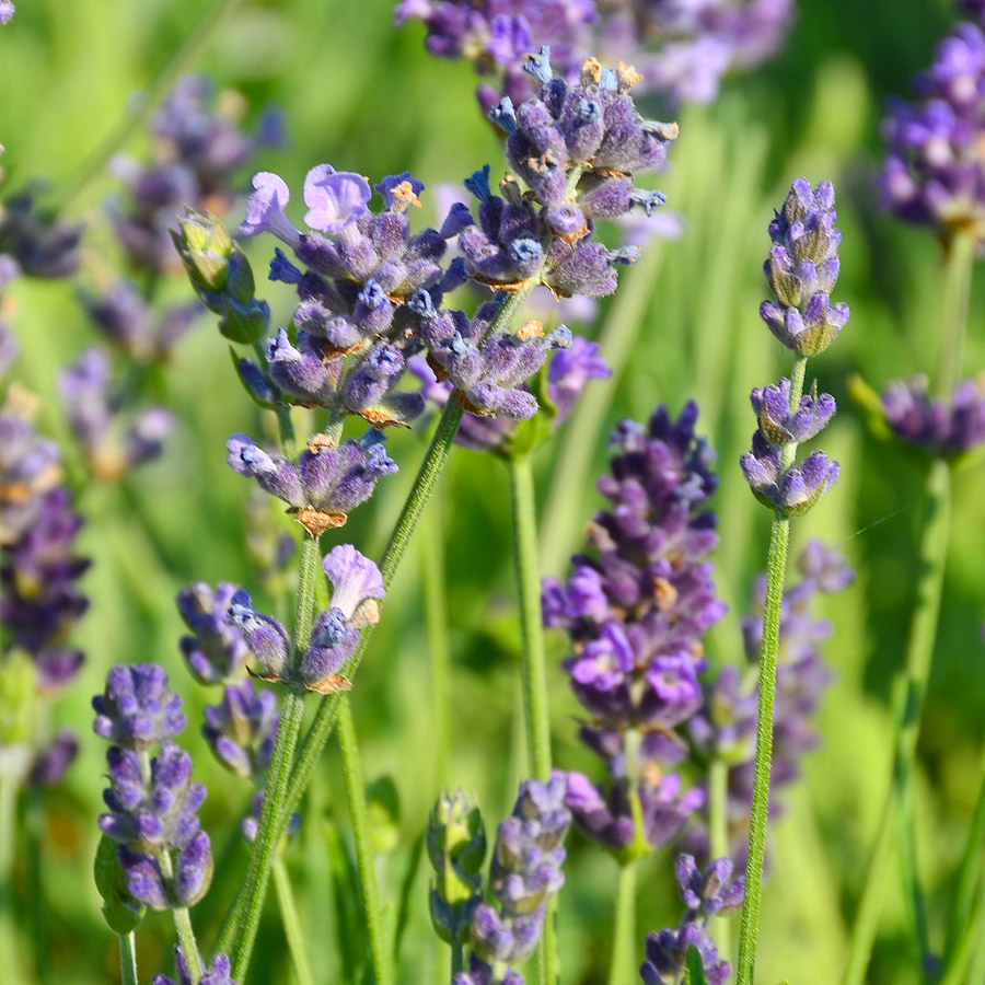 Lavandula angustifolia ‘Ellagance Purple’