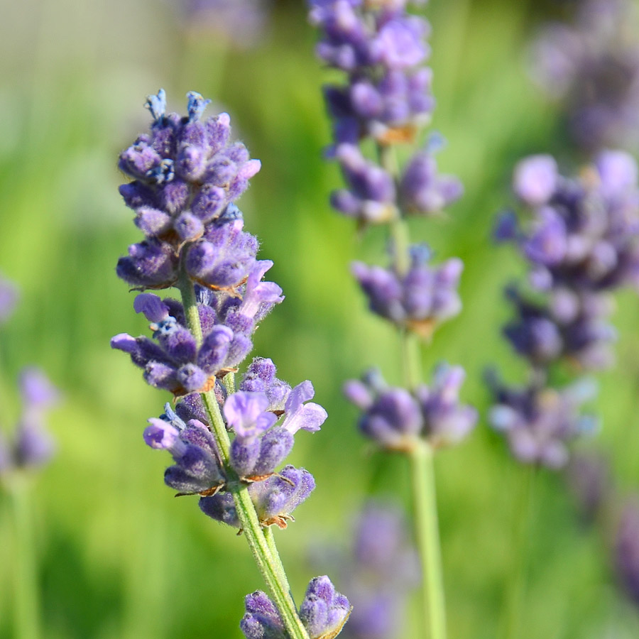 Lavandula angustifolia 'Martha Roderick'