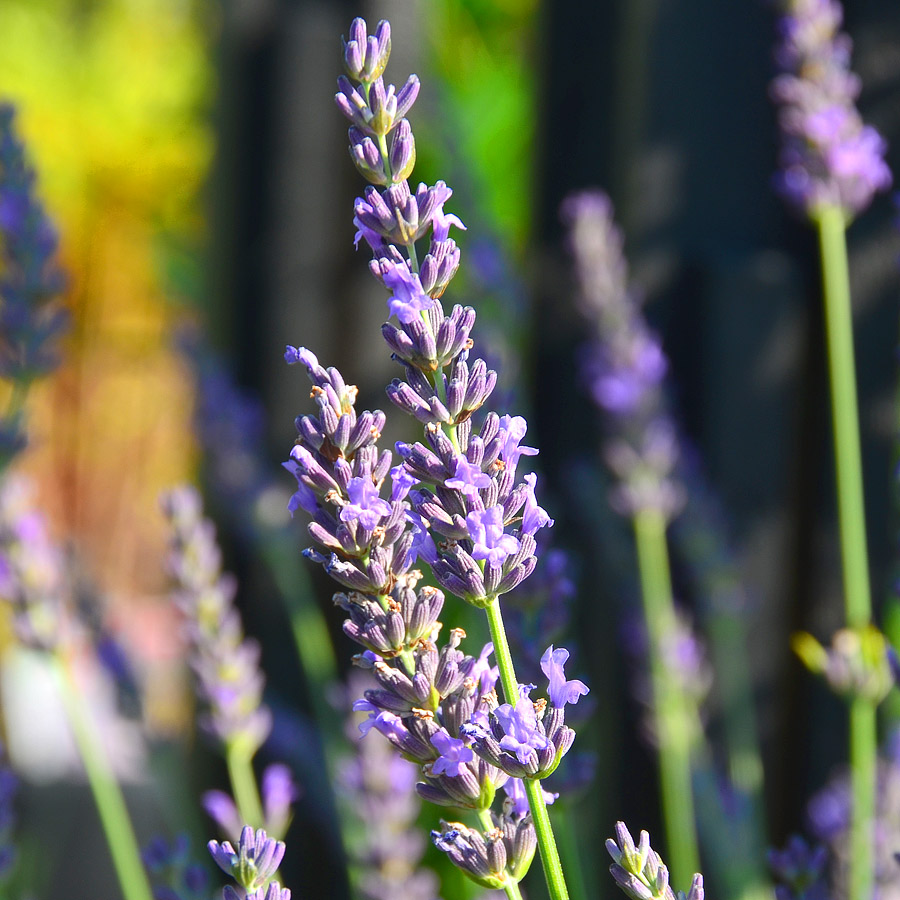 Lavandula intermedia 'Phenomenal'